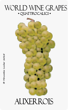 il vitigno auxerrois