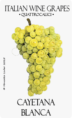 cayetana blanca vitigno