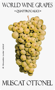 il vitigno Muscat ottonel