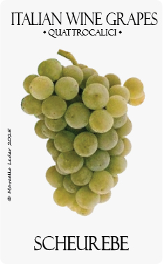 il vitigno scheurebe