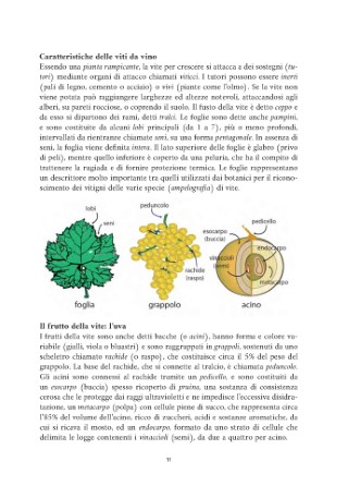 vitigni-presentazione_Page_03
