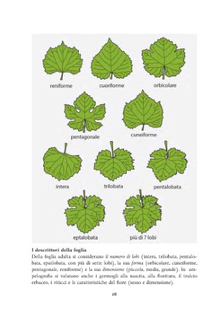 vitigni-presentazione_Page_07