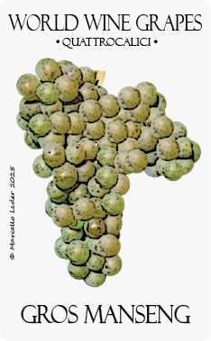 gros manseng vitigno