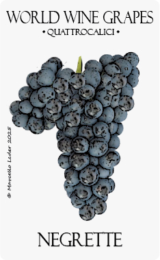 negrette vitigno