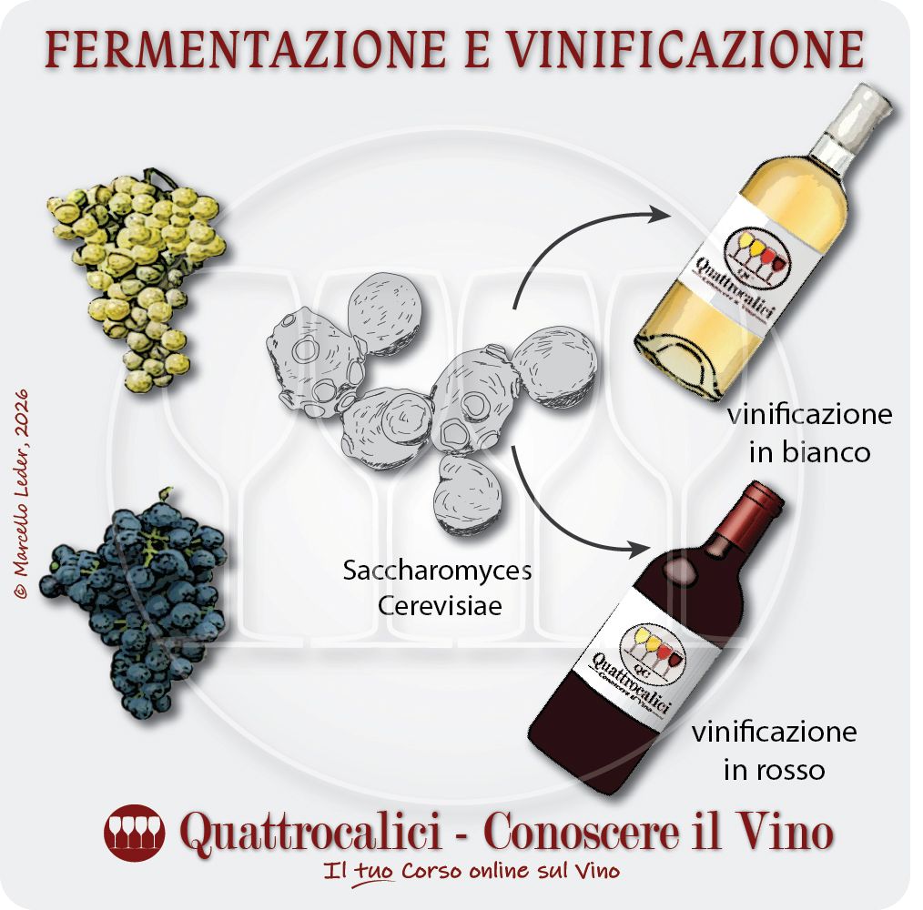 Fermentazione e Vinificazione