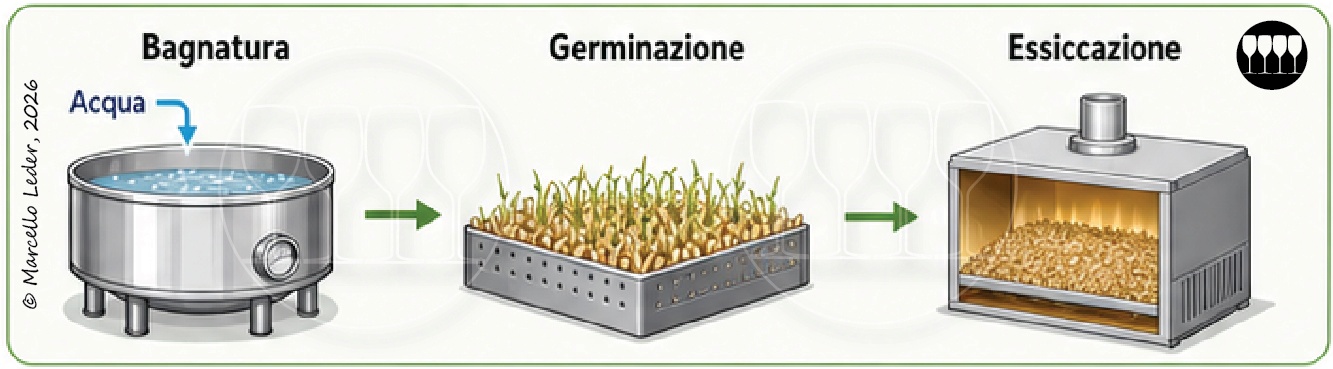 Il processo di maltazione dell'orzo