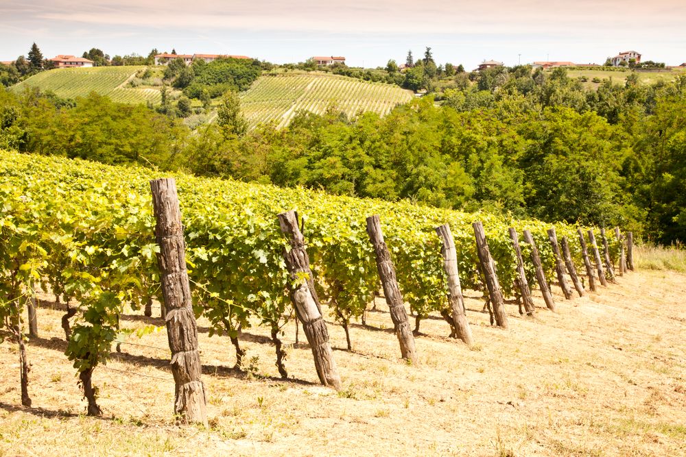 Vigneti di Barbera nel Monferrato