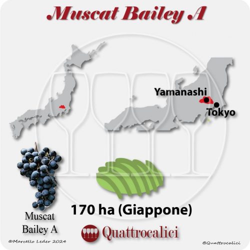 Il vitigno Muscat Bailey A in Giappone