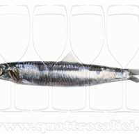 Acciughe sotto sale del Mar Ligure IGP