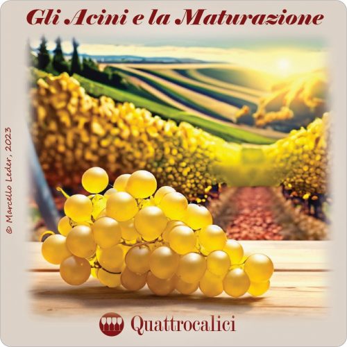 I quiz del vino - Acini e maturazione