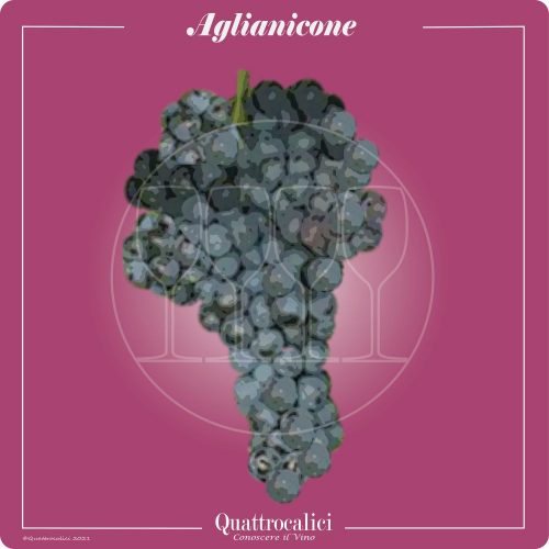 Vitigno  Aglianicone