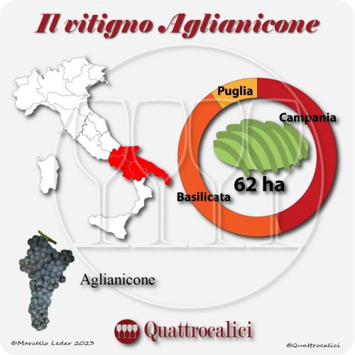 Il Vitigno Aglianicone e la sua coltivazione in Italia
