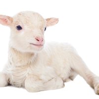 Agnello di Sardegna IGP