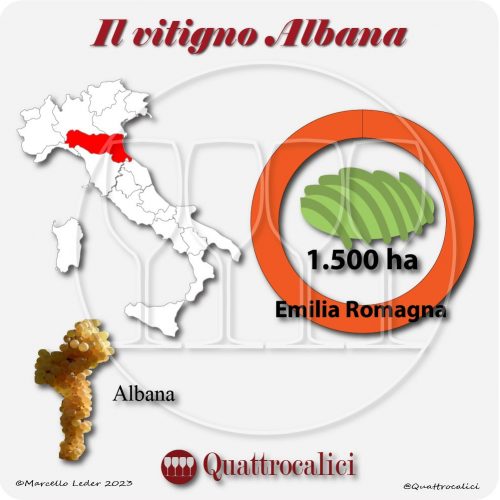 Il Vitigno Albana e la sua coltivazione in Italia