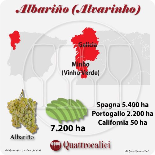 Il vitigno albariño (alvarinho)