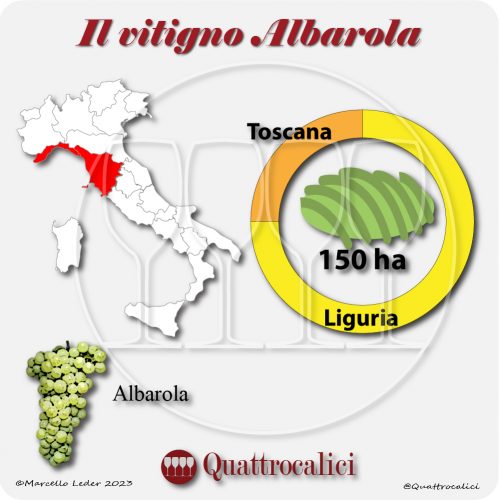 Il Vitigno Albarola e la sua coltivazione in Italia
