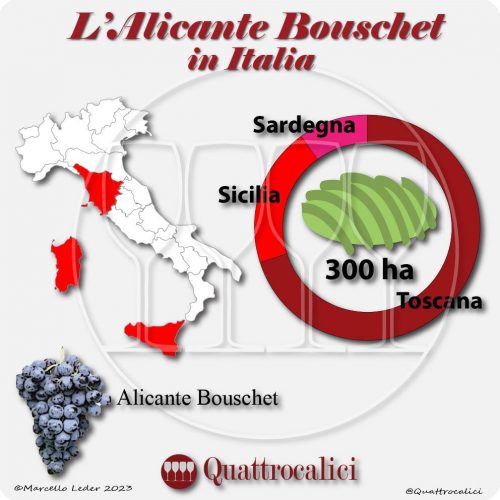 L'Alicante Bouschet in Italia