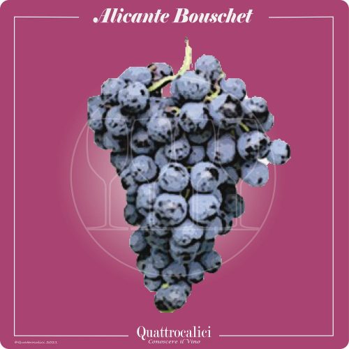 Vitigno  Alicante Bouschet