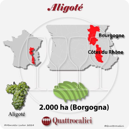 Il vitigno Aligoté in Francia