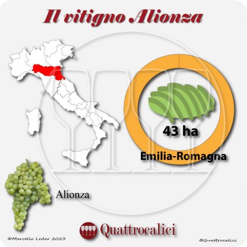 Il Vitigno Alionza e la sua coltivazione in Italia
