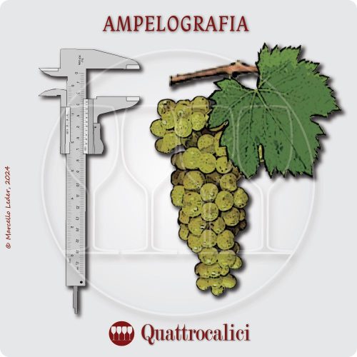 cos'è l'ampelografia