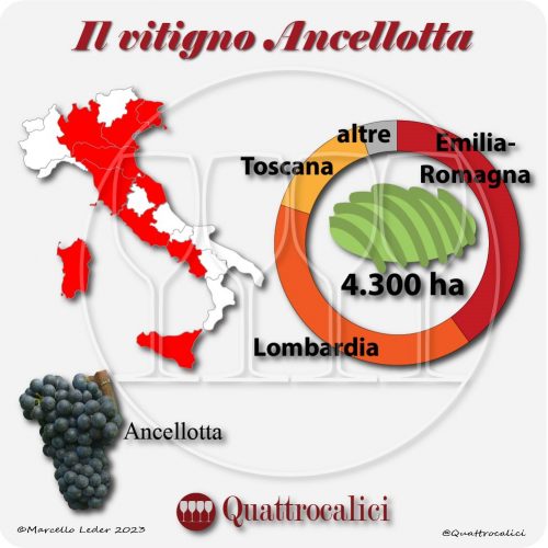 Il Vitigno Ancellotta e la sua coltivazione in Italia