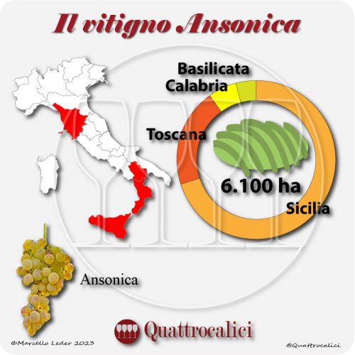Il Vitigno Ansonica e la sua coltivazione in Italia