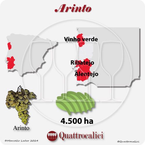 Il vitigno Arinto in Portogallo
