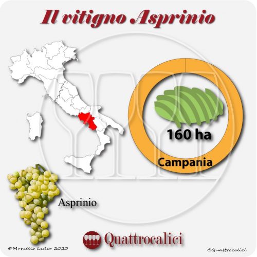 Il Vitigno Asprinio e la sua coltivazione in Italia