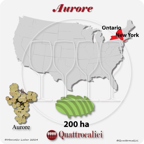 Il vitigno Aurore - New York, Ontario