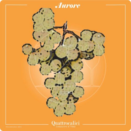 Vitigno  Aurore