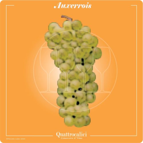 Il vitigno Auxerrois
