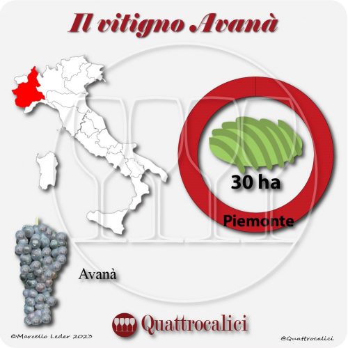 Il Vitigno Avanà e la sua coltivazione in Italia