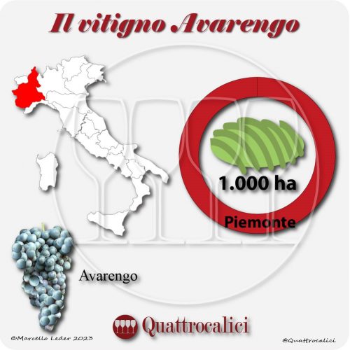 Il Vitigno Avarengo e la sua coltivazione in Italia