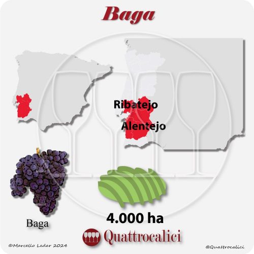 Il vitigno Baga in Portogallo