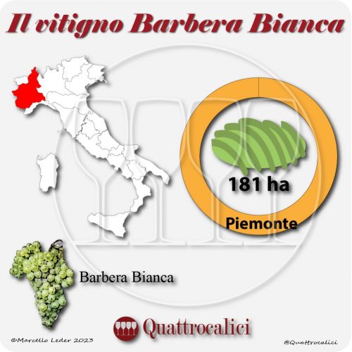Il Vitigno Barbera bianca e la sua coltivazione in Italia