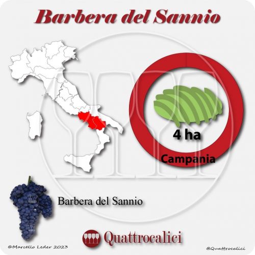 Il Vitigno Barbera del Sannio e la sua coltivazione in Italia