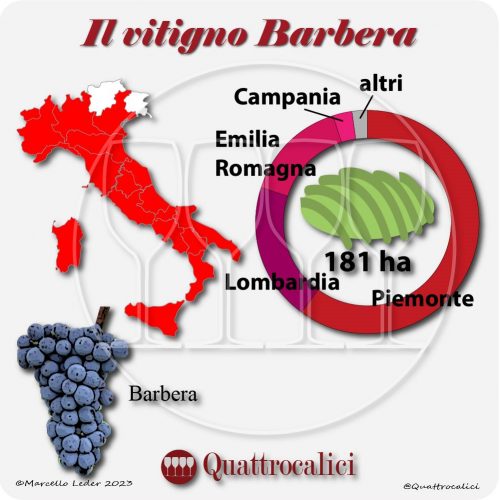 Il Vitigno Barbera e la sua coltivazione in Italia