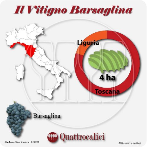 Il Vitigno Barsaglina e la sua coltivazione in Italia