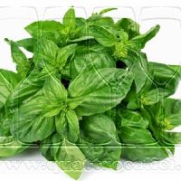 basilico genovese dop