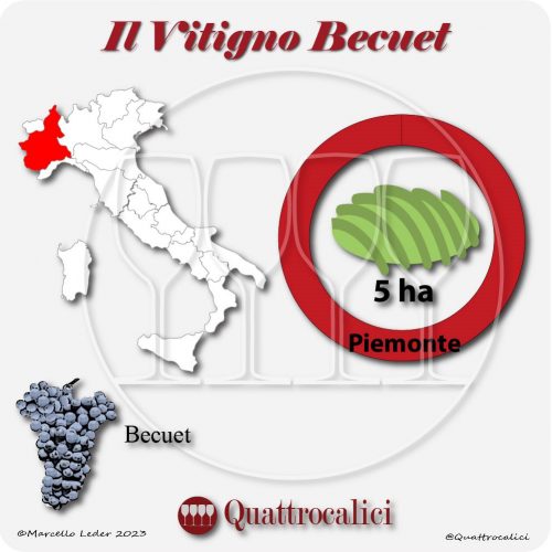 Il Vitigno Becuet e la sua coltivazione in Italia