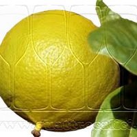 Bergamotto di Reggio Calabria – Olio Essenziale DOP