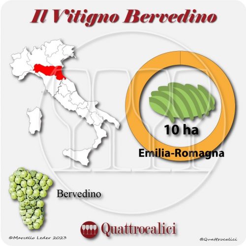 Il Vitigno Bervedino e la sua coltivazione in Italia