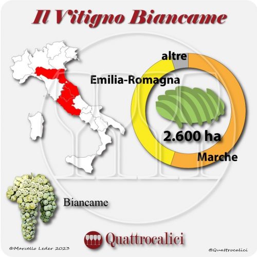 Il Vitigno Biancame e la sua coltivazione in Italia