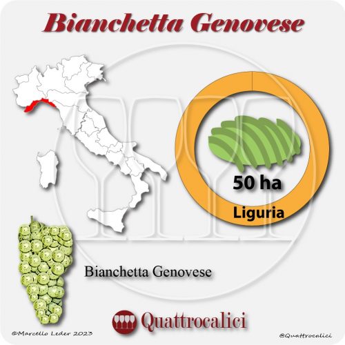 Il Vitigno Bianchetta Genovese e la sua coltivazione in Italia