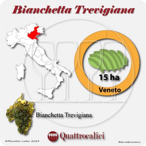 Il Vitigno Bianchetta Trevigiana e la sua coltivazione in Italia
