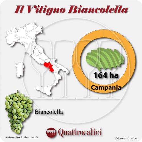 Il Vitigno Biancolella e la sua coltivazione in Italia