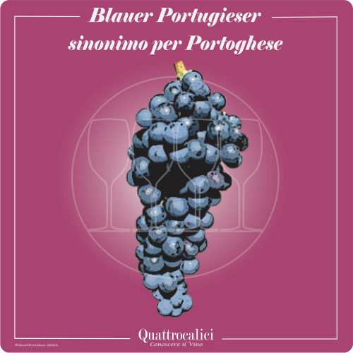 Vitigno  Blauer portugieser