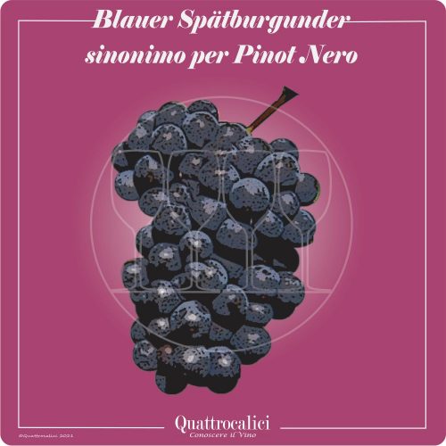 Vitigno  Blauer spätburgunder