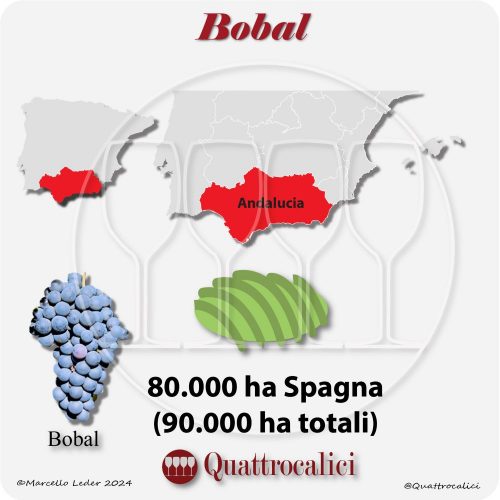 Il vitigno Bobal in Spagna